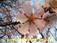 fotos de flores - almendro